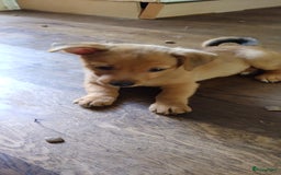 Kruising honden te koop: Jack Russell terriër kruising met pomeriaan reu in Eemnes - Afbeelding 5