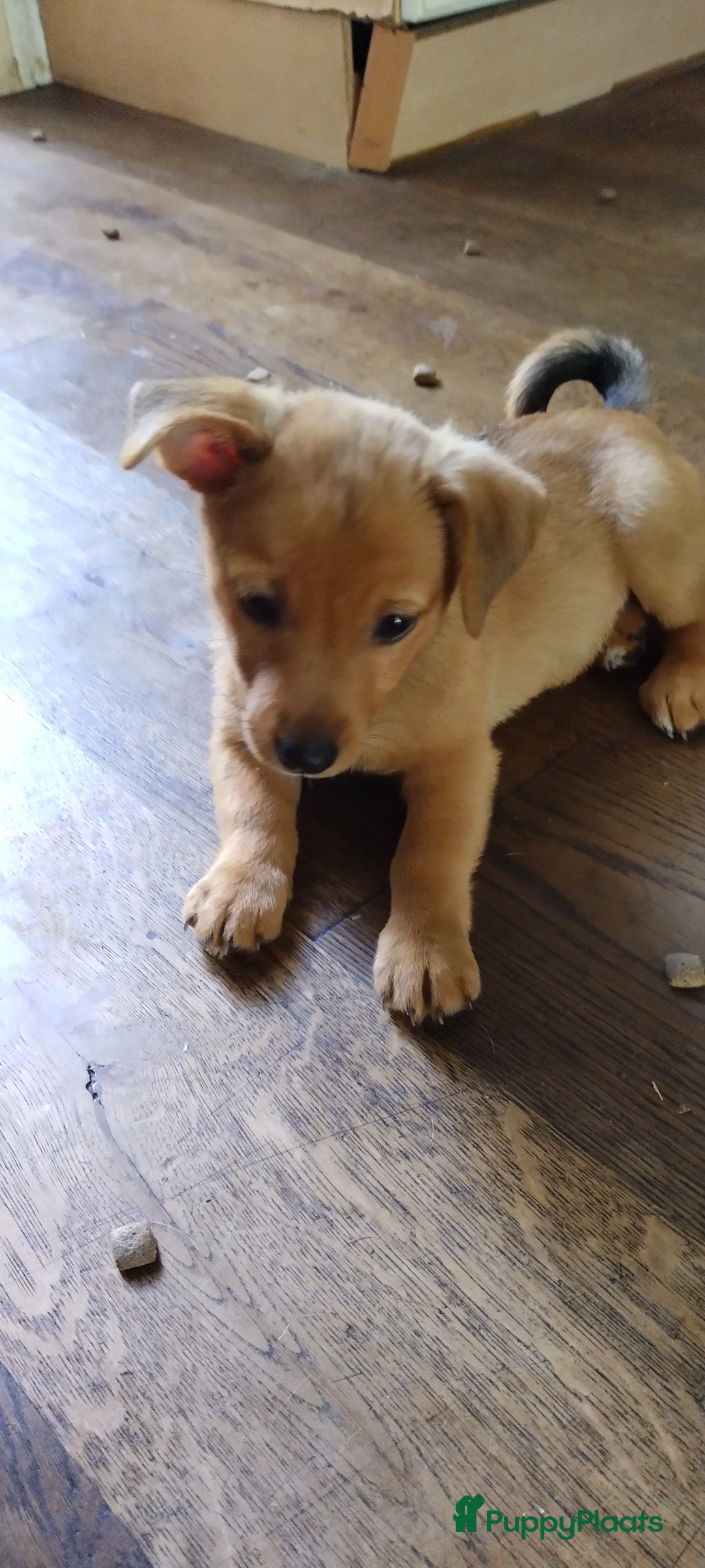 Kruising honden te koop: Jack Russell terriër kruising met pomeriaan reu in Eemnes - Afbeelding 5