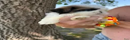 Shih Tzu honden te koop: Prachtig Shih Tzu teefje  - Advertentie 4