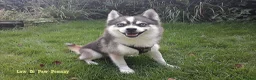 Pomsky honden te koop: Pomsky puppy’s F4+, 100% Amerikaanse bloedlijn - Advertentie 14