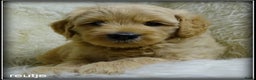 Labradoodle honden te koop: Labradoodle medium pups - Advertentie 3