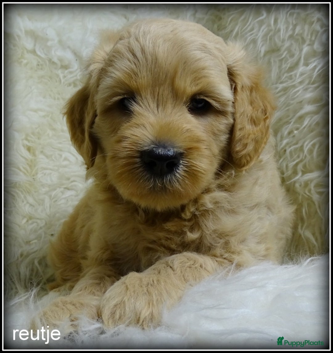 Labradoodle honden te koop: Labradoodle medium pups - Advertentie 3