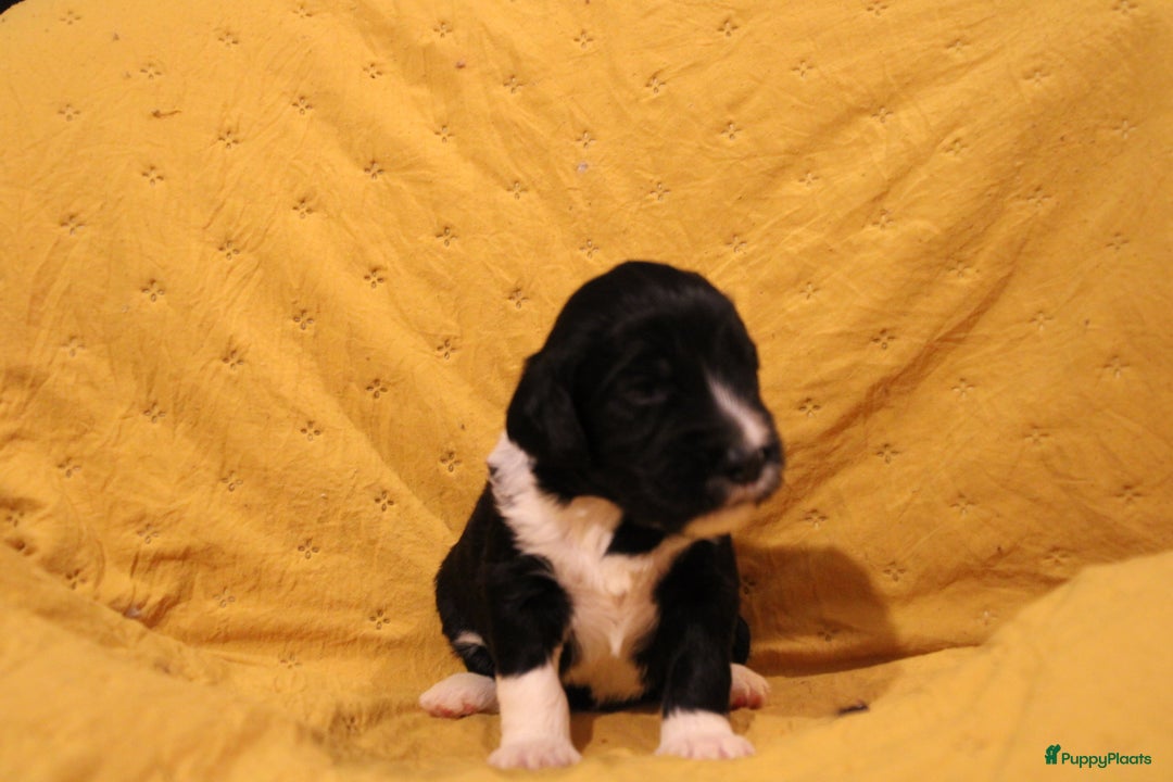 Barbet honden te koop: Barbet puppy’s geboren - Advertentie 19