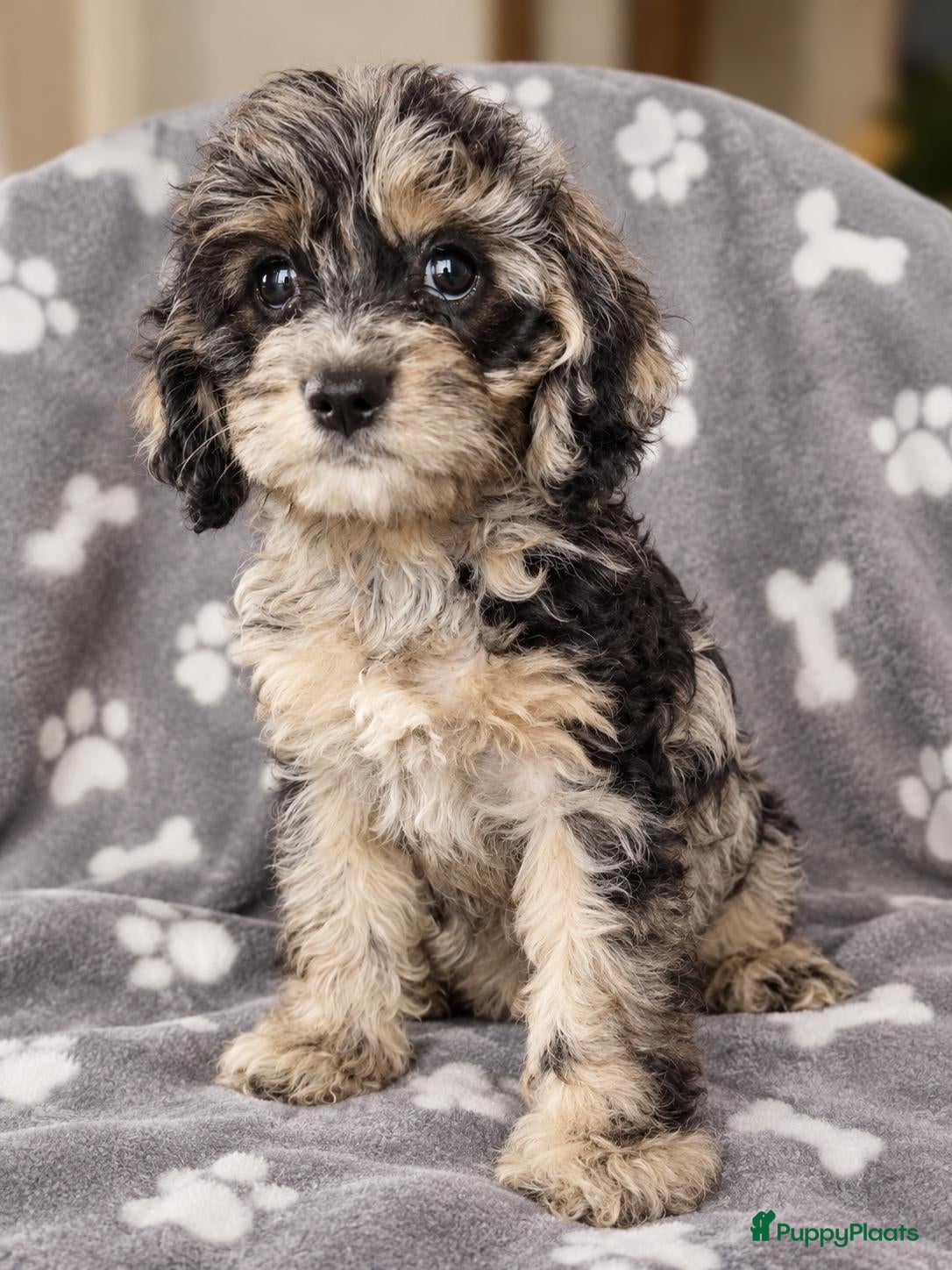 Cockapoo honden F1 mini cockapoo pups, mogen het nest verlaten  - Advertentie 6