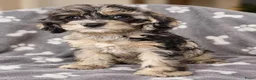 Cockapoo honden te koop: F1 mini cockapoo pups, mogen het nest verlaten  - Advertentie 1