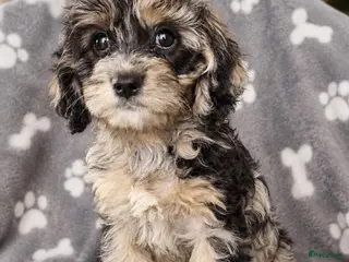 Cockapoo honden F1 mini cockapoo pups, mogen het nest verlaten - Advertentie 6