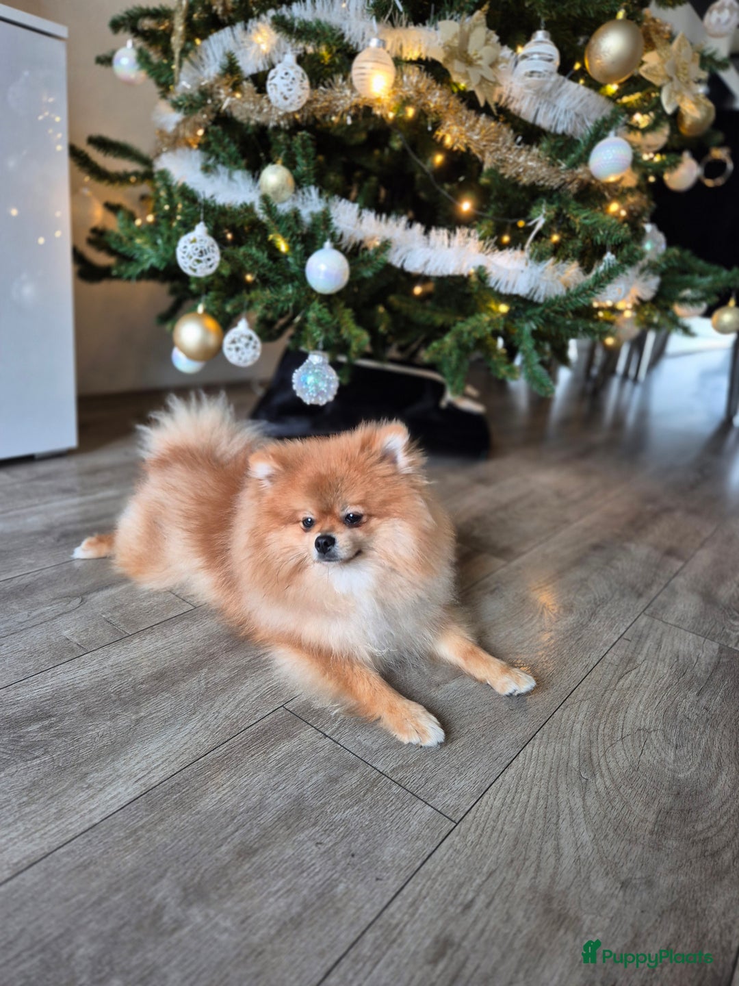 Pomeriaan honden ter dekking: dekreu met stamboom🥰 - Advertentie 1