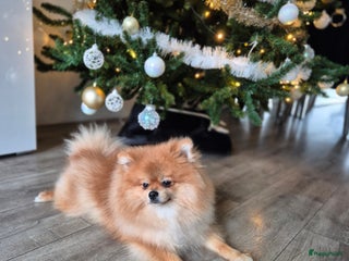 Pomeriaan honden dekreu met stamboom🥰 - Advertentie 2