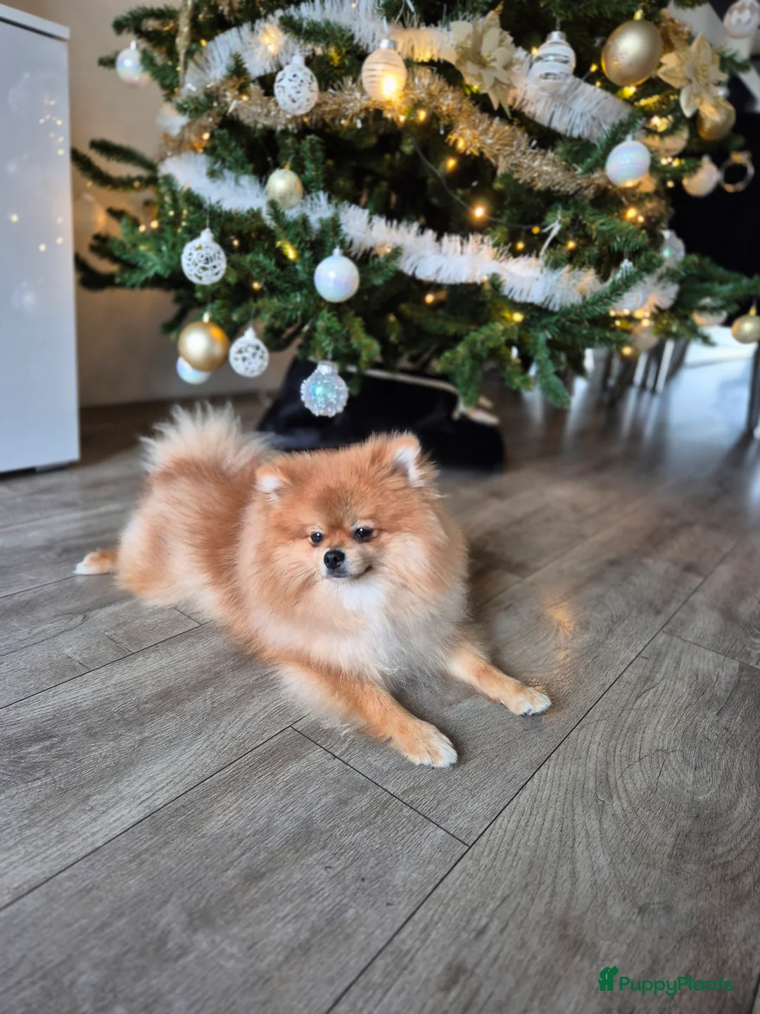 Pomeriaan honden ter dekking: dekreu met stamboom🥰 - Advertentie 2