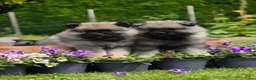 Keeshond honden te koop: Grote grijze keeshond puppy's  - Advertentie 3