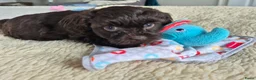Kruising honden te koop: Lieve mini boompoo  - Advertentie 13