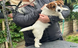 Jack Russel Terriër honden te koop: Mooi reutje van 7 maand  - Afbeelding 2