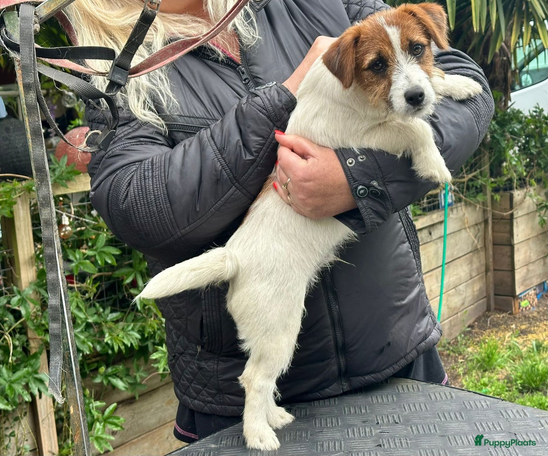 Jack Russel Terriër honden te koop: Mooi reutje van 7 maand  - Afbeelding 2