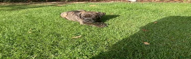 Cane Corso 3