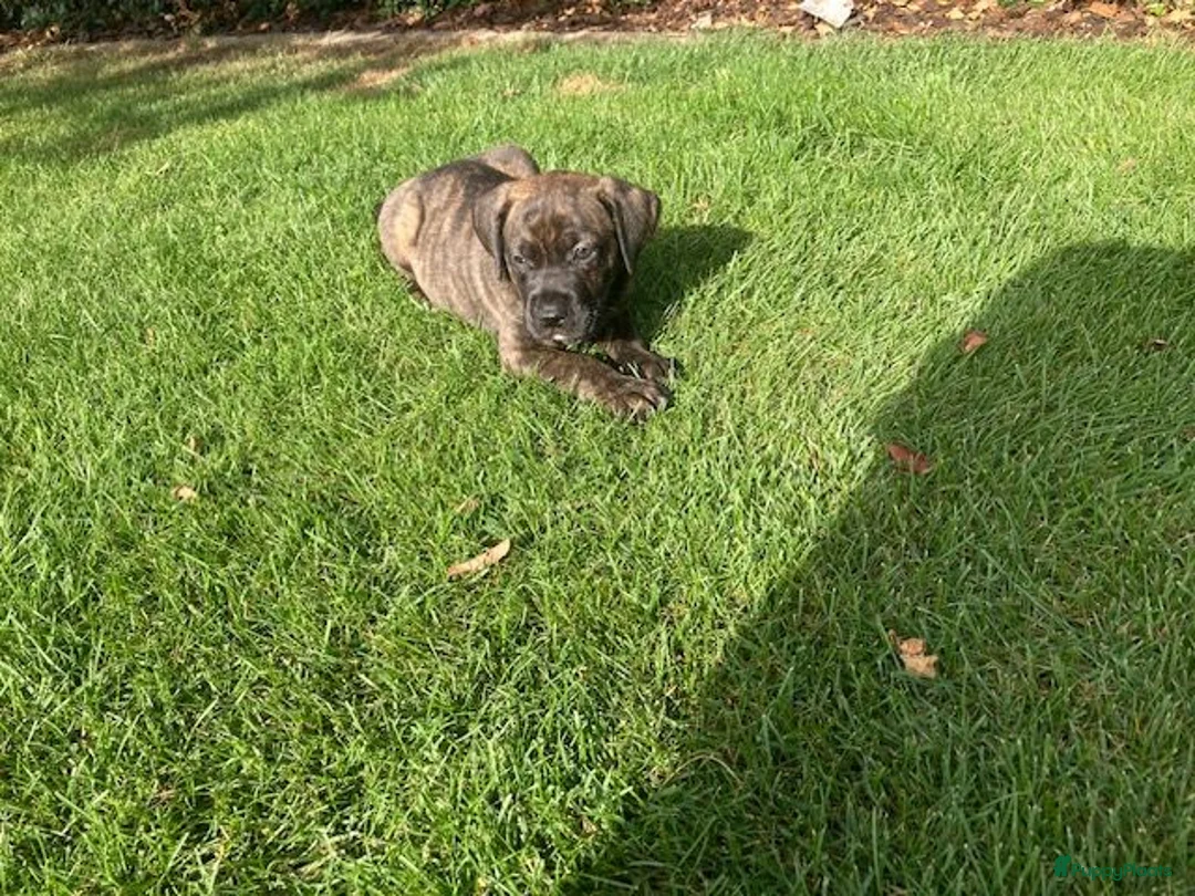 Cane Corso honden te koop: Cane Corso - Advertentie 2