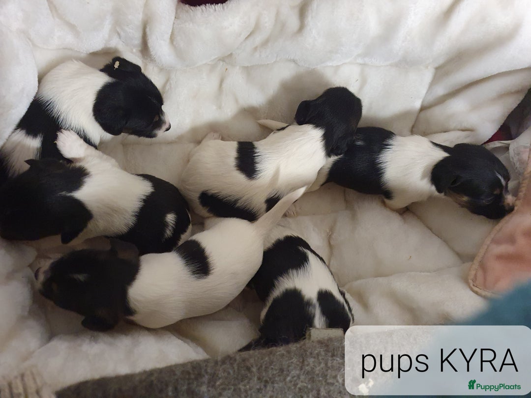 Jack Russel Terriër honden te koop: Mooie RASZUIVER JACK RUSSELL PUPPIES   GEZOND - Advertentie 2