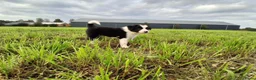 Border Collie honden te koop: 2 prachtige Border Collie pups  - Advertentie 21