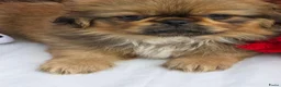 Pekingees honden te koop: Heel mooi Pekinees reutje - Advertentie 21