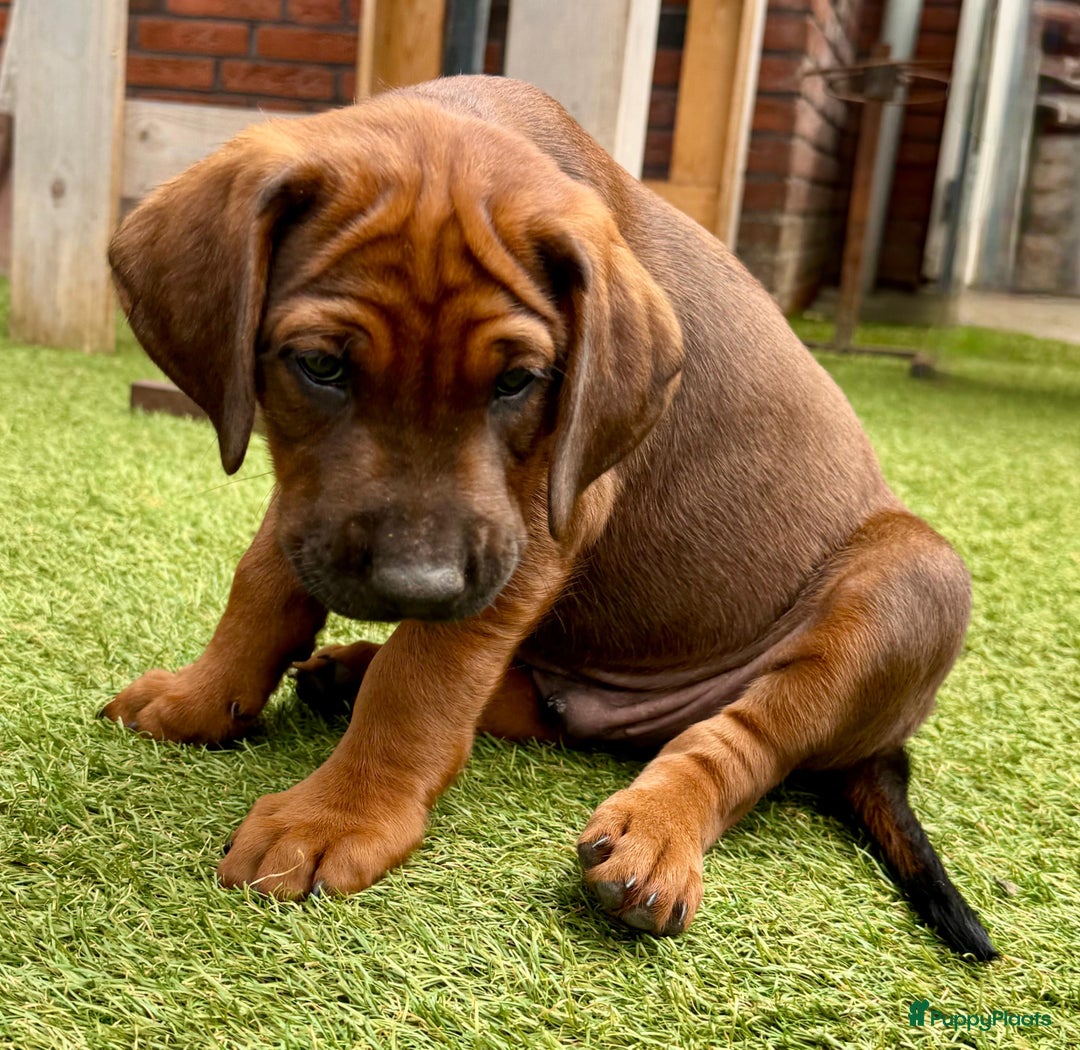 Rhodesian Ridgeback honden te koop: "Prachtige kruising Rhodesians"  in Bavel - Afbeelding 14
