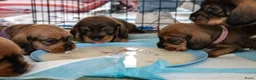 Ruwhaar Teckel honden te koop: Prachtige Ruwharige Teckel pups - Advertentie 35