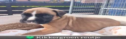 Boxer honden te koop: De laatste 5 Boxer Pups beschikbaar 🩵🩵🩵🩷🩷 - Advertentie 19