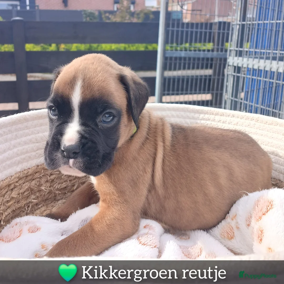 Boxer honden te koop: De laatste 5 Boxer Pups beschikbaar 🩵🩵🩵🩷🩷 - Advertentie 19