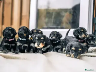 Kruising honden ❤️🐾dwergteckel X maltezer pups🐾❤️ - Advertentie 2