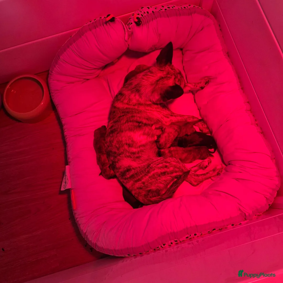Chihuahua honden te koop: Chihuahua reutjes brindle & black&tan - Advertentie 2