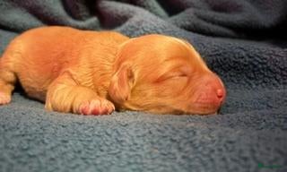 Australian Labradoodle honden Te koop Australian Labradoodle - Advertentie 1