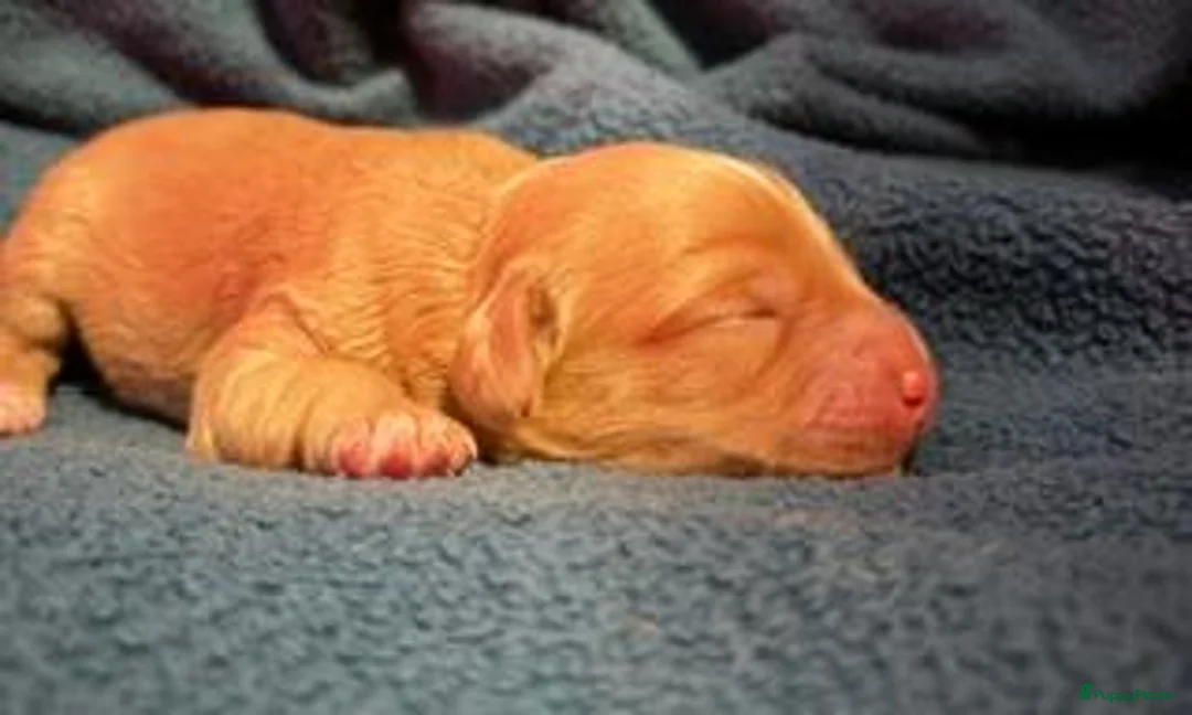 Australian Labradoodle honden te koop: Te koop Australian Labradoodle - Advertentie 1
