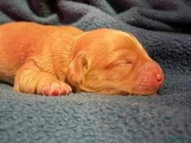 Australian Labradoodle honden Te koop Australian Labradoodle - Advertentie 1