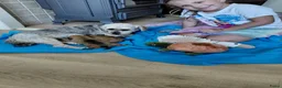 Overig honden te koop: Schattige Puppy's te koop - Advertentie 16