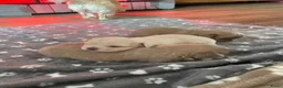 Chihuahua honden te koop: Langharige Chihuahua puppy’s  - Advertentie 21