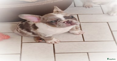 Franse Bulldog honden - Advertentie 8