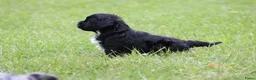 Kruising honden te koop: Boompoo pups - Advertentie 4
