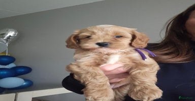 Australian Labradoodle honden Mini Australian labradoodle pups - Advertentie 3
