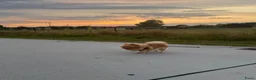 Pomeriaan honden te koop: Twee prachtige raszuivere Pomeranian beschikbaar - Advertentie 13
