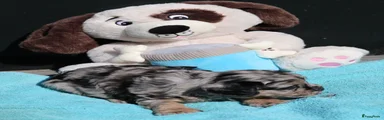 Kruising Puppy 4