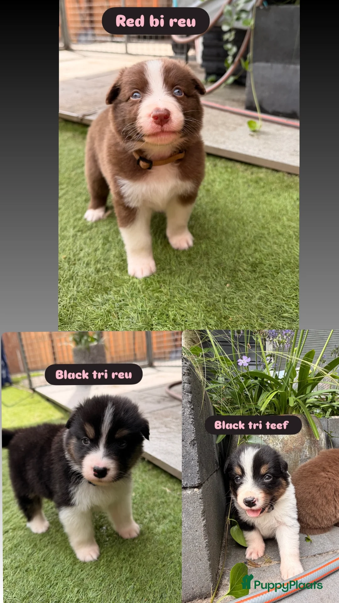 Australian Shepherd honden te koop: Nog 3 Australian shepherds beschikbaar  - Advertentie 2