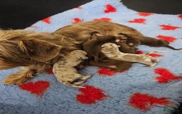 Teckel (korthaar)  honden te koop: De allermooiste dwergteckel pupjes!! - Afbeelding 2