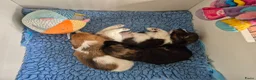 Teckel (langhaar) honden te koop: Dwergteckel laanghaar pups - Advertentie 11