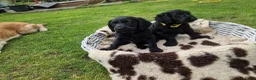 Labradoodle honden te koop: Labradoodle pups  - Advertentie 4