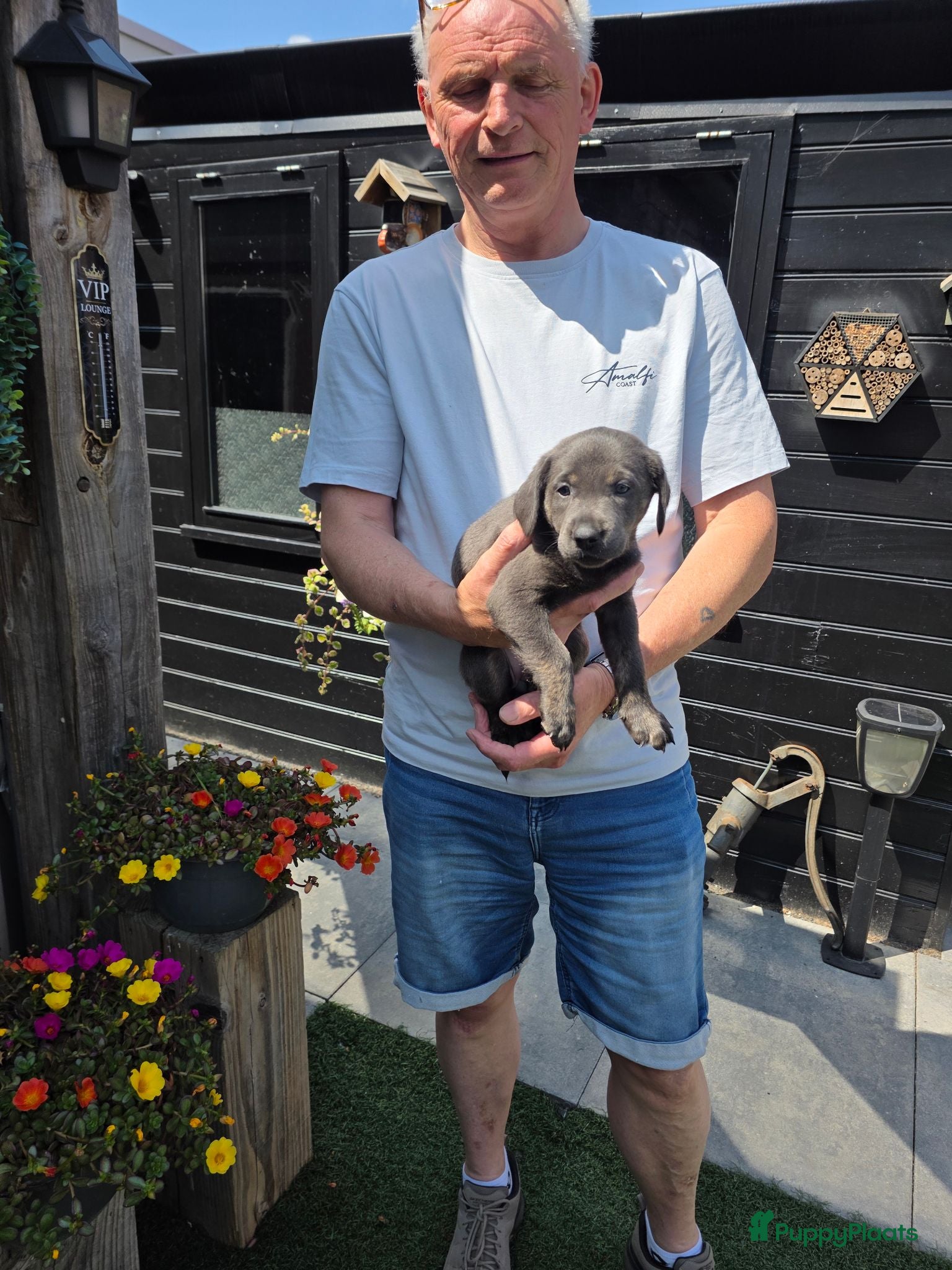 Labrador Retriever honden Charcoal labrador  retriever - Advertentie 2
