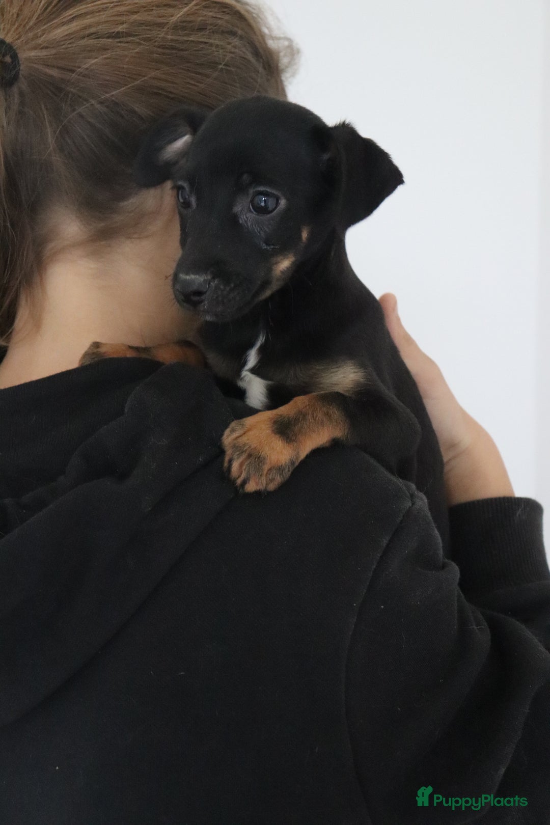Jack Russel Terriër honden te koop: lieve Jack Russel pups  - Advertentie 23