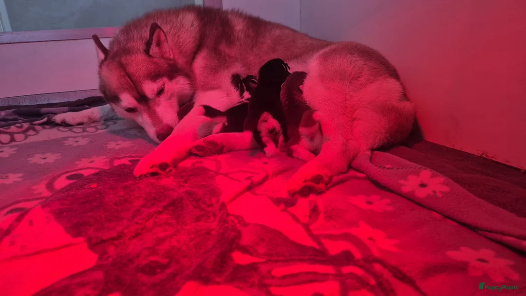 Pomsky honden te koop: Pomsky pups beschikbaar  in Valthermond - Advertentie 2