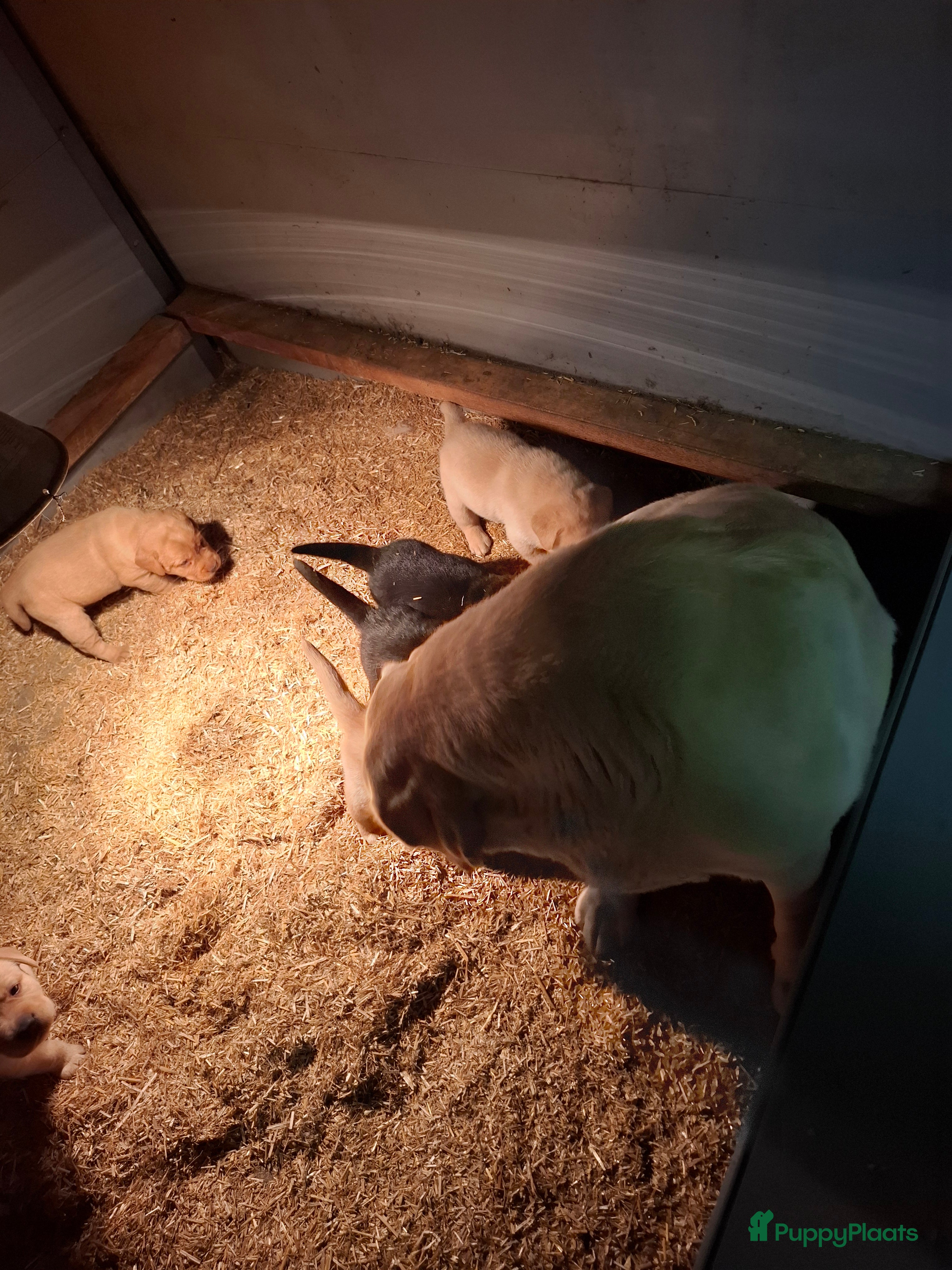 Labrador Retriever honden Prachtige lieve labrador puppy's van goede ouders - Advertentie 7