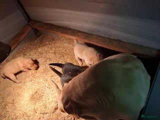 Labrador Retriever honden Prachtige lieve labrador puppy's van goede ouders - Advertentie 3