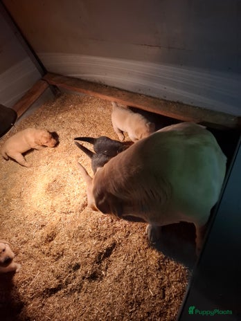 Labrador Retriever honden Prachtige lieve labrador puppy's van goede ouders - Advertentie 5