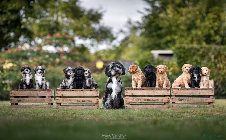 Labradoodle honden - Advertentie 1
