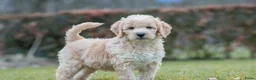 Labradoodle honden te koop: prachtige labradoodle x australian labradoodle - Advertentie 18